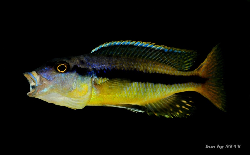 Taeniochromis holotaenia